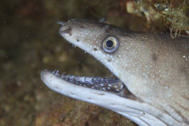Moray yılan balığının profil fotoğrafı, evini koruyor, deniz ortamında..