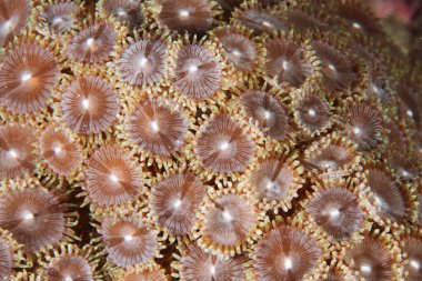 Polipleri açık olan bir tür deniz mercanının dokusunun ayrıntıları.