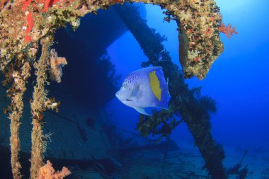 Sarı benekli mavi bir melek balığı yapay bir resif görevi gören batık enkazın etrafında zarifçe yüzer.