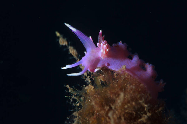 Beautiful violet flavelina posing in its natural habitat on the seabed, at nite.