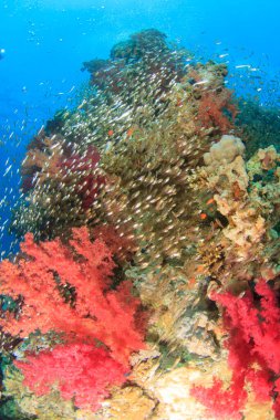 Cam balıklar renkli ve bol resiflerde büyük bir hızla hareket eder..