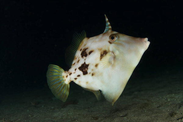 A brownish-colored roosterfish curiously observes during the marine nite in the sea.