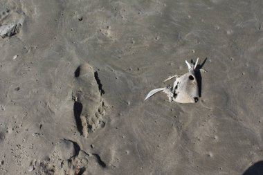 ÖZGÜRLÜK, P de alquem que se foi e uma carcaa de caranguejo que parece um peixe