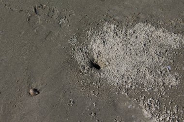 Buraco na areia da praia por tatuzinhos