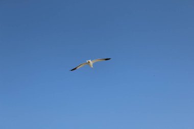 Gaivota voando no ceu azul do Brasil Parana