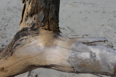 Detalhe de Tronco de arvore em praia no Brasil, ao fundo ondas sober a areia