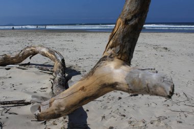 Detalhe de Tronco de arvore em praia no Brasil, ao fundo ondas sober a areia