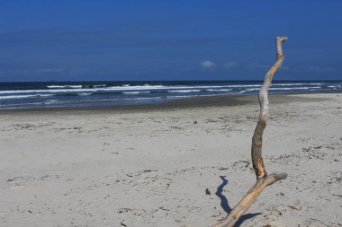 Detalhe de Tronco de arvore em praia no Brasil, ao fundo ondas sober a areia