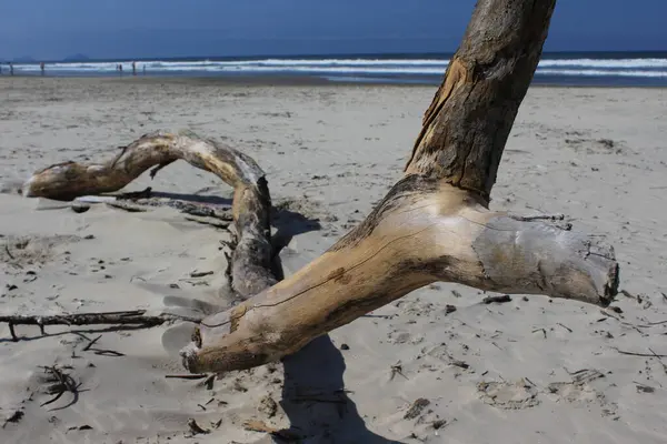 Detalhe de Tronco de arvore em praia no Brasil, ao fundo ondas sober a areia