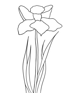 Beyaz arkaplanda nergis çiçeğinin ana hatları