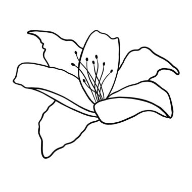 Beyaz arka planda zambak çiçeğinin ana hatları. vektör illüstrasyonu