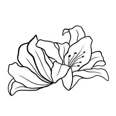 Beyaz arka planda zambak çiçeğinin ana hatları. vektör illüstrasyonu