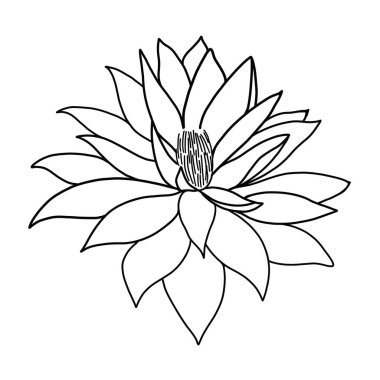 Beyaz arkaplanda lotus çiçeğinin ana hatları