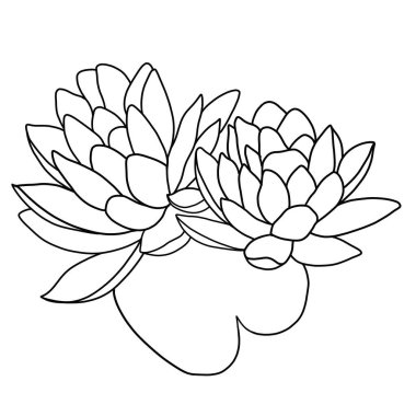 Beyaz arkaplanda lotus çiçeğinin ana hatları