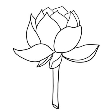 Beyaz arkaplanda lotus çiçeğinin ana hatları