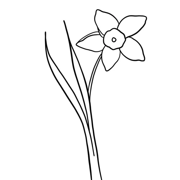 Obrys Květiny Narcisů Bílém Pozadí — Stockový vektor