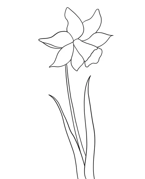 Contour Fleur Jonquille Sur Fond Blanc — Image vectorielle