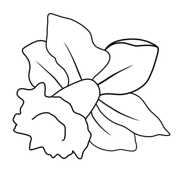 Контур Цветок Нарцисса Белом Фоне — стоковый вектор