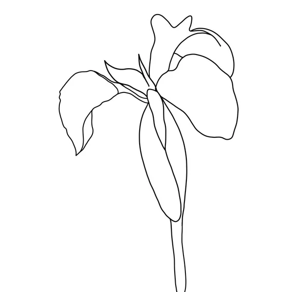 Vázlat Virág Írisz Fehér Háttér — Stock Vector