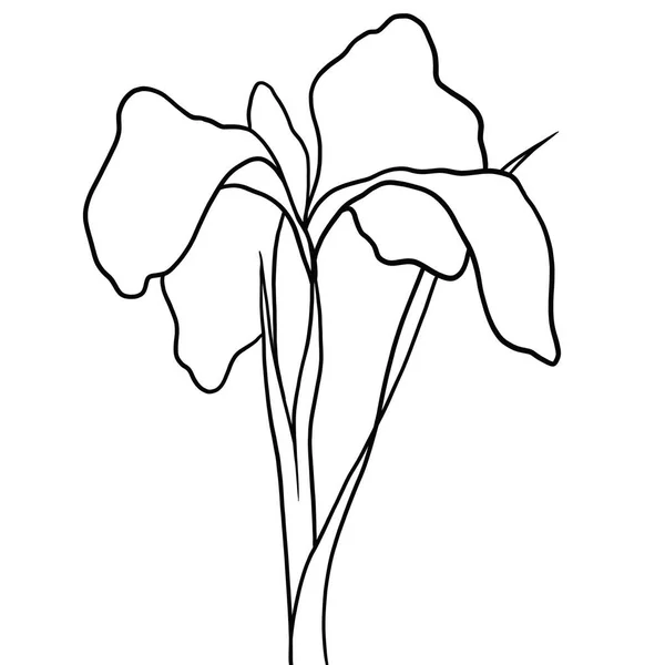 Contour Fleur Iris Sur Fond Blanc — Image vectorielle