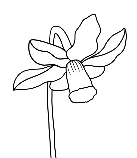 Umriss Blume Der Narzisse Auf Weißem Hintergrund — Stockvektor