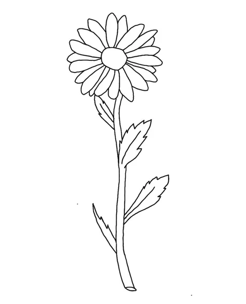 Umriss Blume Von Gänseblümchen Auf Weißem Hintergrund Vektorillustrator — Stockvektor