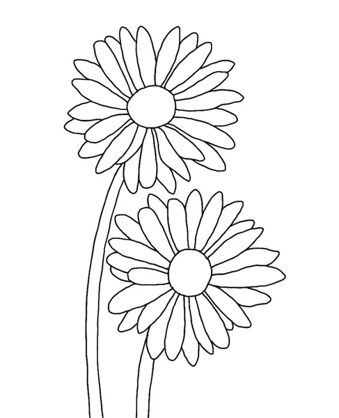Obrys Květiny Sedmikrásky Bílém Pozadí Vektorový Ilustrátor — Stockový vektor