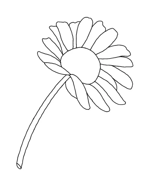 Contour Fleur Marguerite Sur Fond Blanc Illustrateur Vectoriel — Image vectorielle
