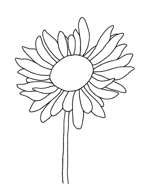 Contour Fleur Marguerite Sur Fond Blanc Illustrateur Vectoriel — Image vectorielle