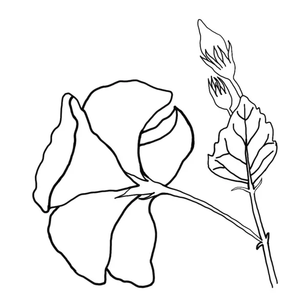 Contour Fleur Hibiscus Sur Fond Blanc Illustrateur Vectoriel — Image vectorielle