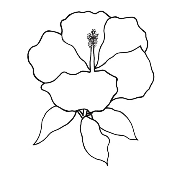 Zarys Kwiat Hibiskusa Białym Tle Ilustrator Wektorowy — Wektor stockowy