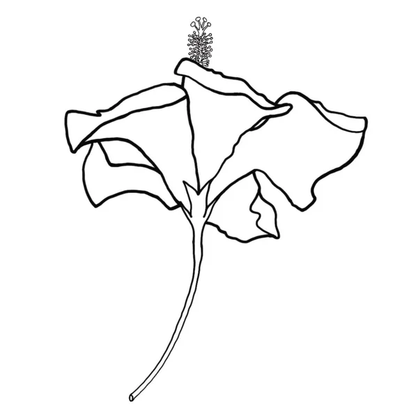 Περίγραμμα Λουλούδι Του Ιβίσκου Λευκό Φόντο Εικονογράφος Διανύσματος — Διανυσματικό Αρχείο