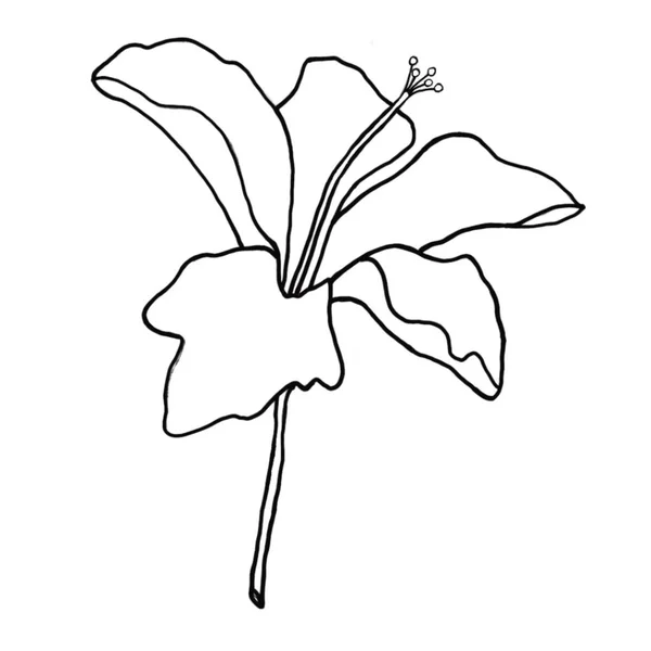 Umriss Blume Des Hibiskus Auf Weißem Hintergrund Vektorillustrator — Stockvektor