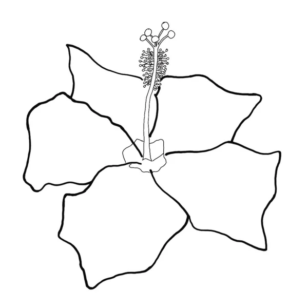 Outline Flower Hibiscus White Background Vector Illustrator — Stock Vector