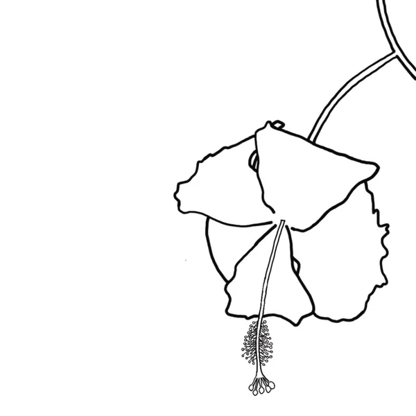 Beyaz arka planda amber çiçeğinin ana hatları. vektör çizici