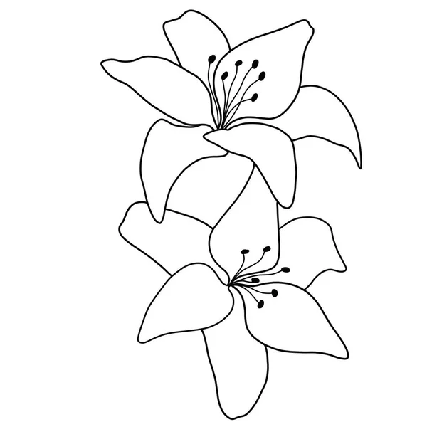 Περίγραμμα Λουλούδι Του Κρίνου Λευκό Φόντο Εικονογράφηση Διανύσματος — Διανυσματικό Αρχείο