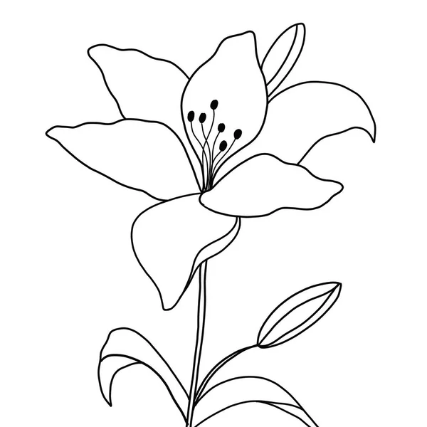 Outline Flower Lily White Background Vector Illustration — Stock Vector