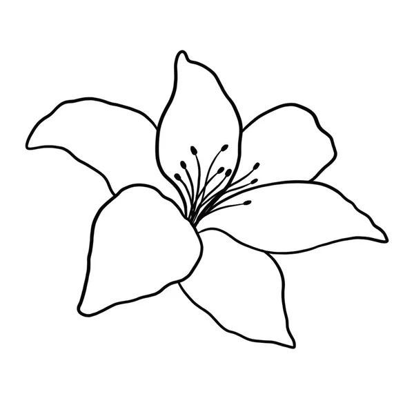 Umriss Blume Der Lilie Auf Weißem Hintergrund Vektorillustration — Stockvektor