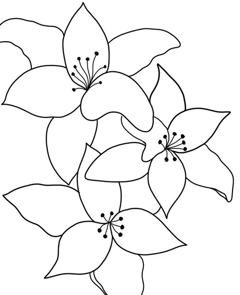 Beyaz arka planda zambak çiçeğinin ana hatları. vektör illüstrasyonu
