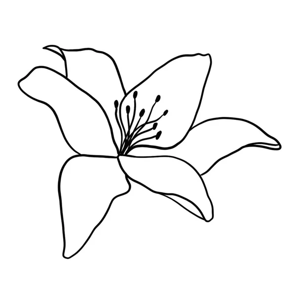 Contour Fleur Lys Sur Fond Blanc Illustration Vectorielle — Image vectorielle