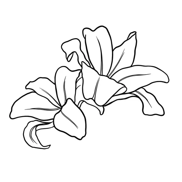Obrys Květ Lilie Bílém Pozadí Vektorová Ilustrace — Stockový vektor