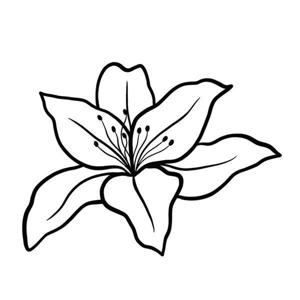 Zarys Kwiat Lilii Białym Tle Ilustracja Wektora — Wektor stockowy