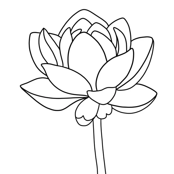 Beyaz arkaplanda lotus çiçeğinin ana hatları