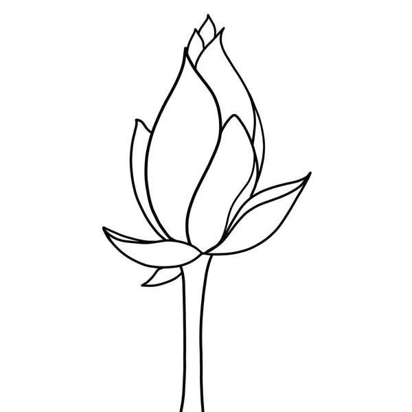 Umriss Blume Des Lotus Auf Weißem Hintergrund — Stockvektor