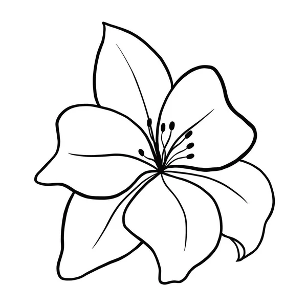 Контурна Квітка Лілії Білому Тлі Векторна Ілюстрація — стоковий вектор