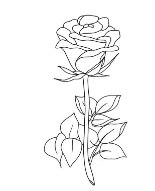 Beyaz arkaplanda gülün ana hatları