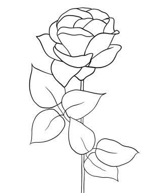 Beyaz arkaplanda gülün ana hatları