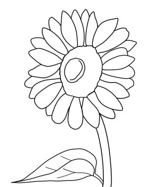 Beyaz arkaplanda ayçiçeğinin ana hatları