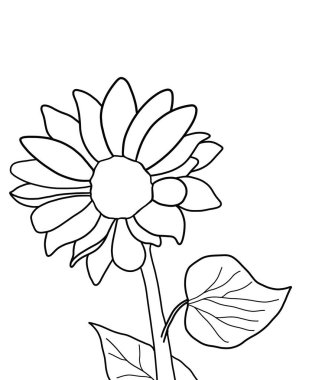 Beyaz arkaplanda ayçiçeğinin ana hatları