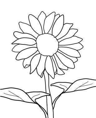 Beyaz arkaplanda ayçiçeğinin ana hatları